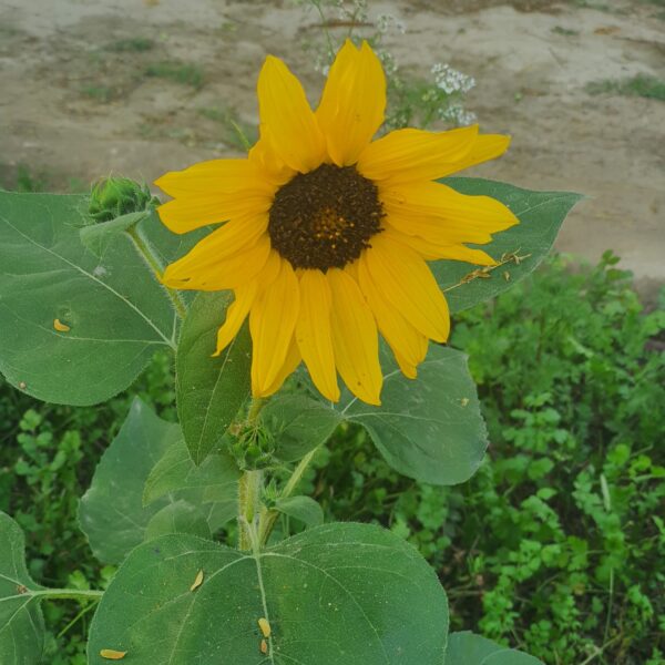 Scaling Pakistan’s Domestic Oilseed Production